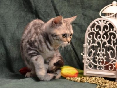 Fekete-ezüst tabby fiú