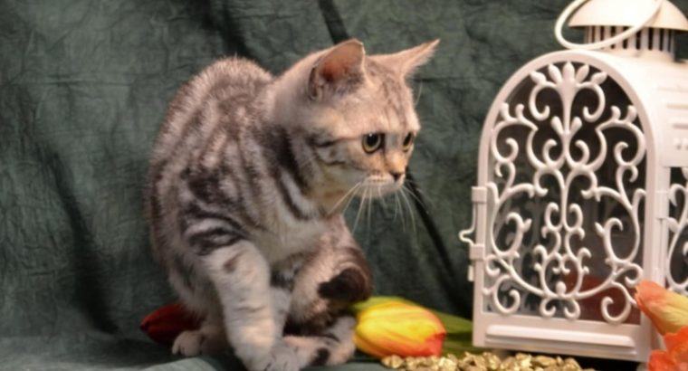 Fekete-ezüst tabby fiú