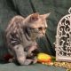Fekete-ezüst tabby fiú