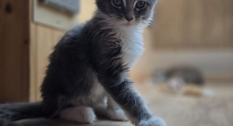 Lola