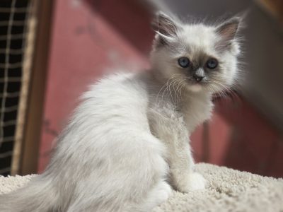 Lili