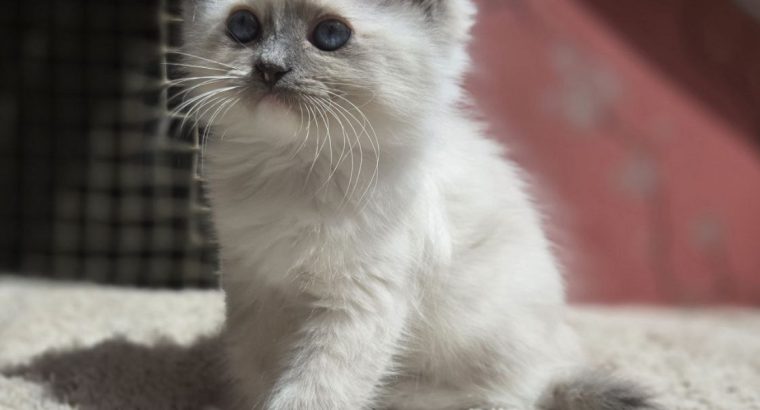Lili
