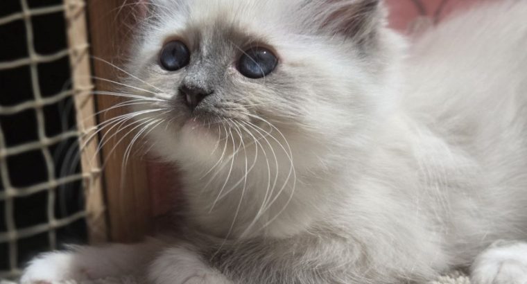 Lili