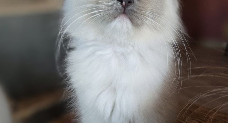 Lili