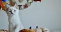 Ragdoll kandúr