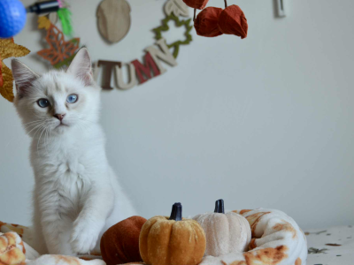Ragdoll kandúr