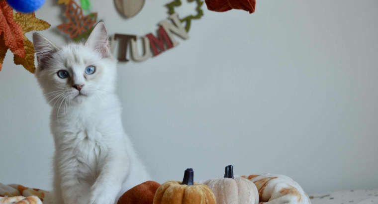 Ragdoll kandúr