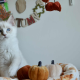 Ragdoll kandúr