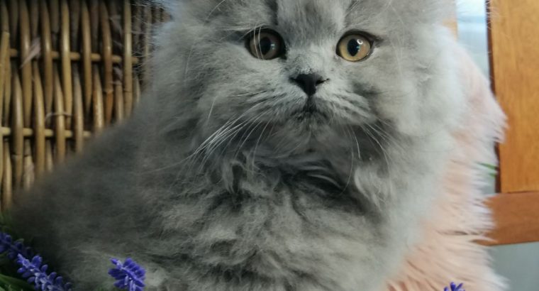 Brit kék kislány