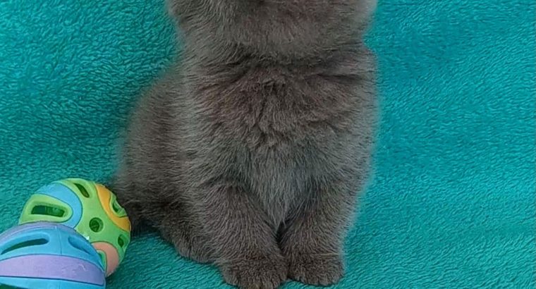 Silver Panther Qiara