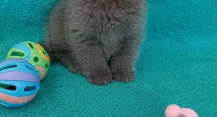 Silver Panther Qiara