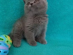 Silver Panther Qiara