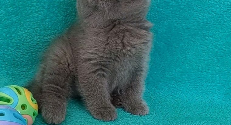 Silver Panther Qiara