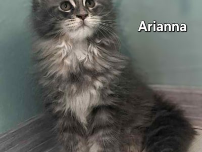 Bluecatsroyal Arianna
