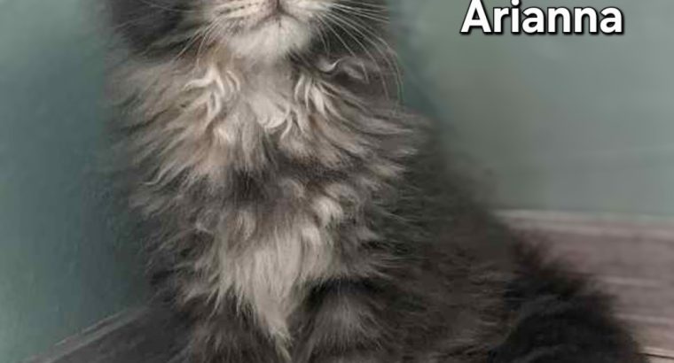 Bluecatsroyal Arianna