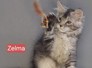 Zelma