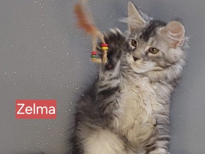 Zelma