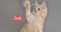 Zoé