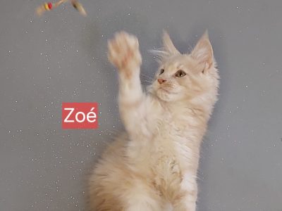 Zoé