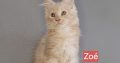 Zoé
