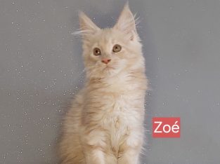 Zoé
