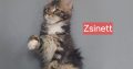 Zsinett