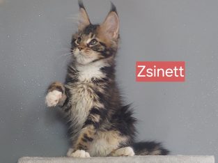 Zsinett