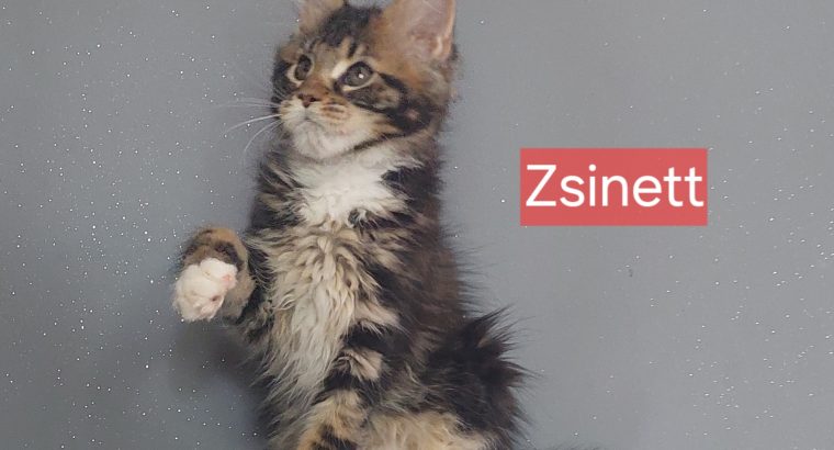 Zsinett