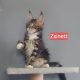 Zsinett