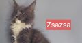 Zsazsa