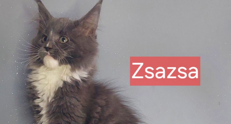 Zsazsa