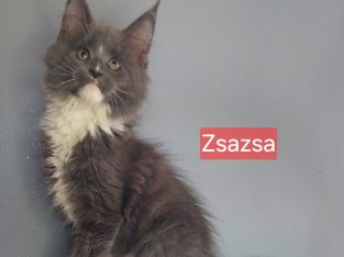 Zsazsa