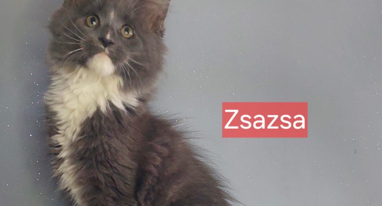 Zsazsa