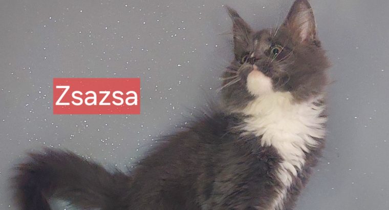 Zsazsa
