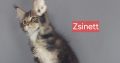 Zsinett