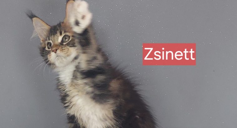 Zsinett