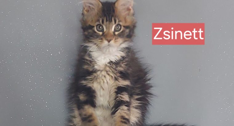 Zsinett