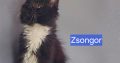 Zsongor