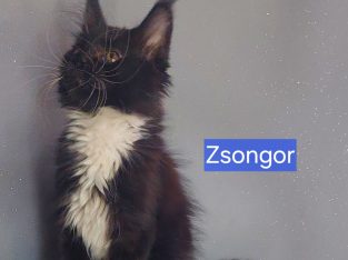 Zsongor