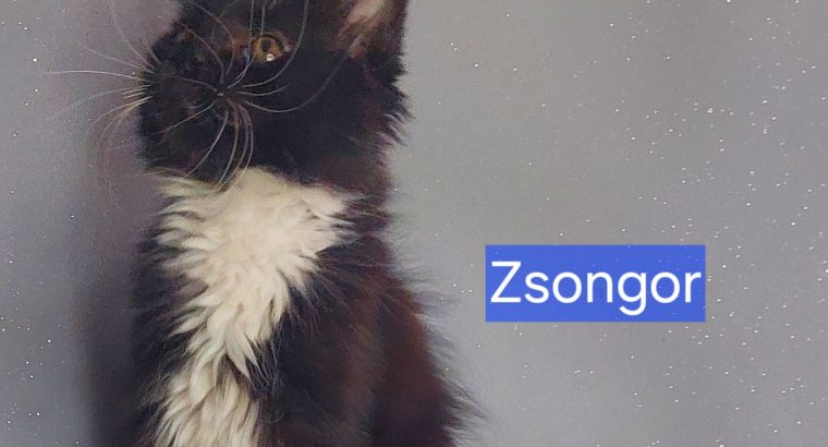 Zsongor