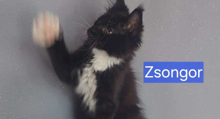 Zsongor