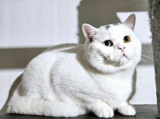 Brit rövidszőrű odd eye kandúr