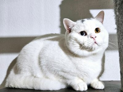 Brit rövidszőrű odd eye kandúr