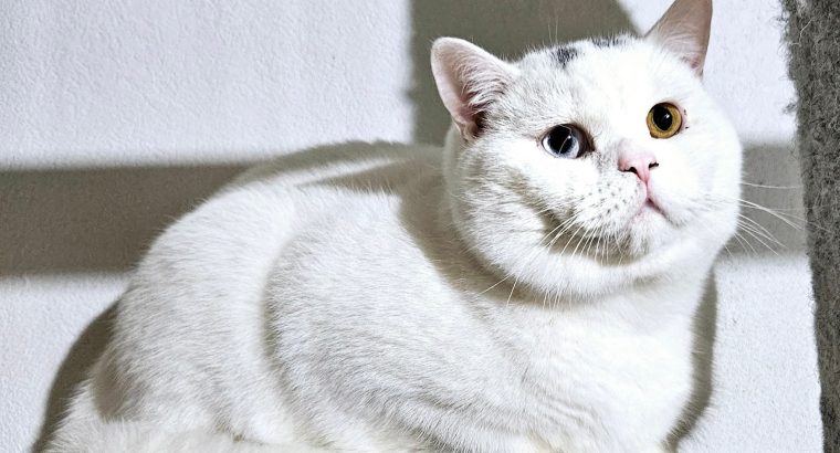 Brit rövidszőrű odd eye kandúr