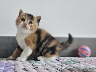 Fekete tortie fehérrel