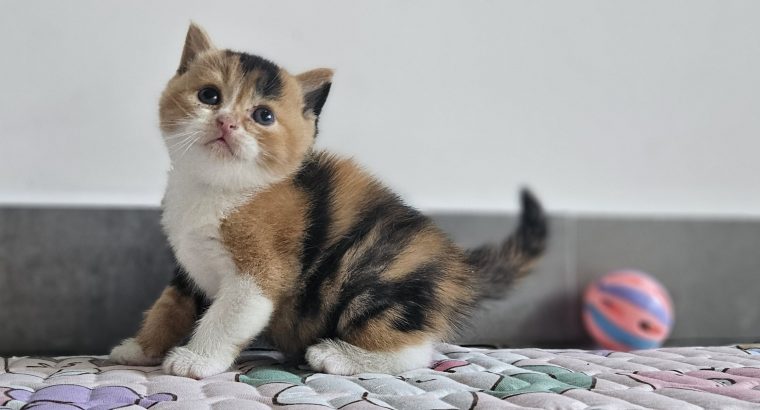Fekete tortie fehérrel