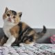 Fekete tortie fehérrel