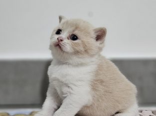 Krém bicolour kandúr
