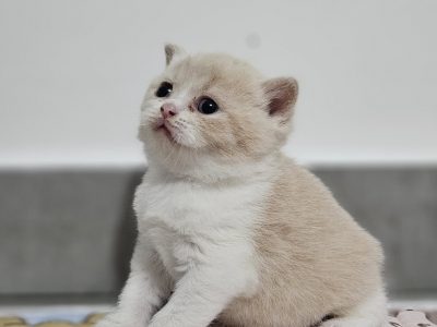 Krém bicolour kandúr
