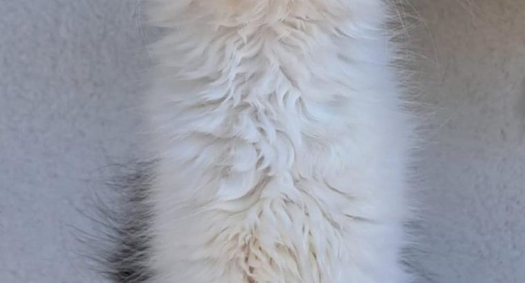 Happy Big Paws Jade